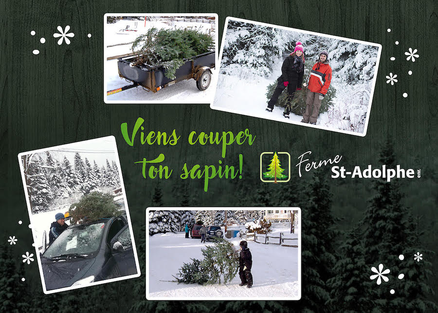 Viens couper ton sapin!