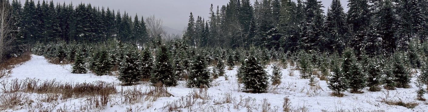 Plantation sapins cultivés