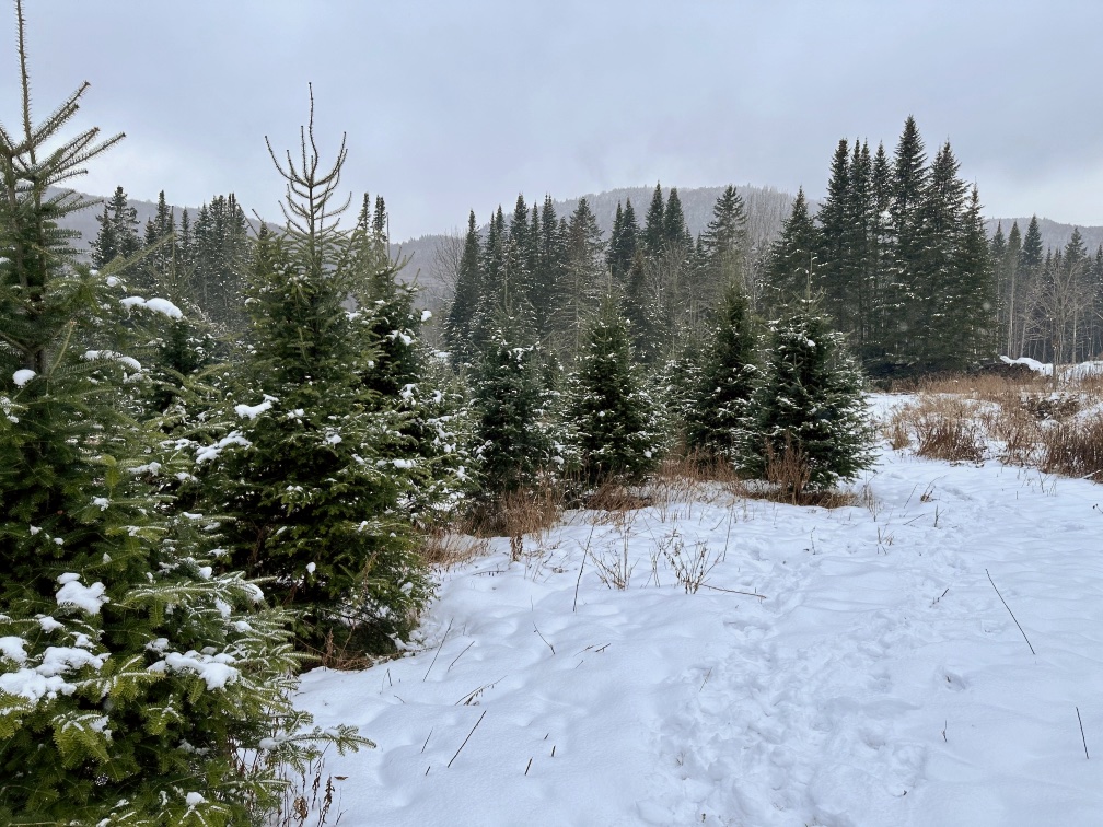 Plantation sapins cultivés